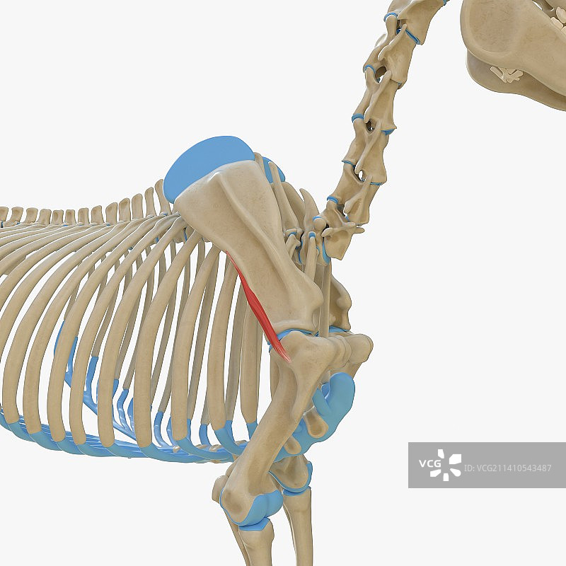 马小圆肌解剖结构插图图片素材