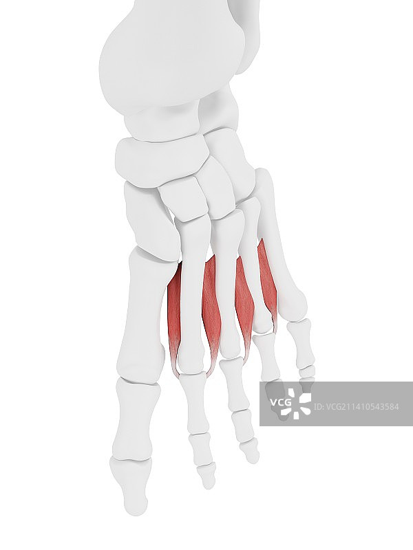 骨间背侧肌插图图片素材