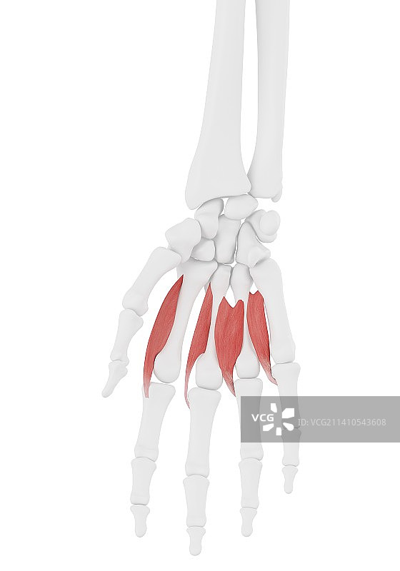 蚓状肌图示图片素材