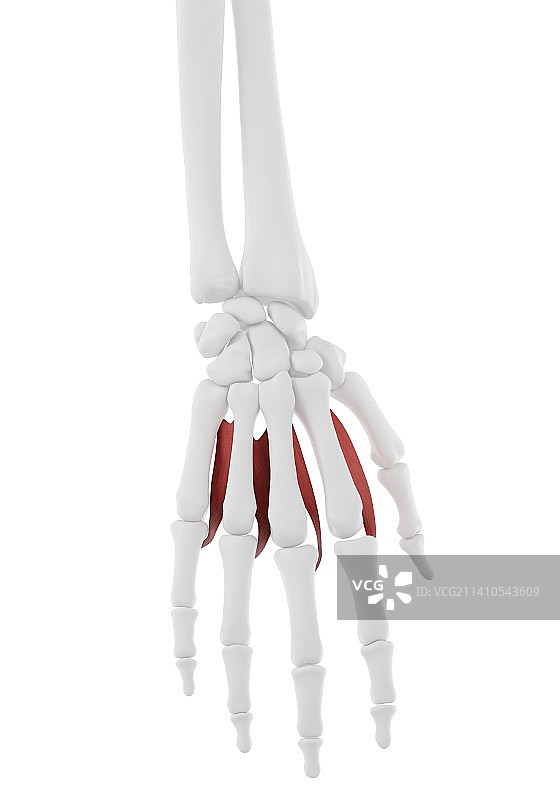 蚓状肌图示图片素材