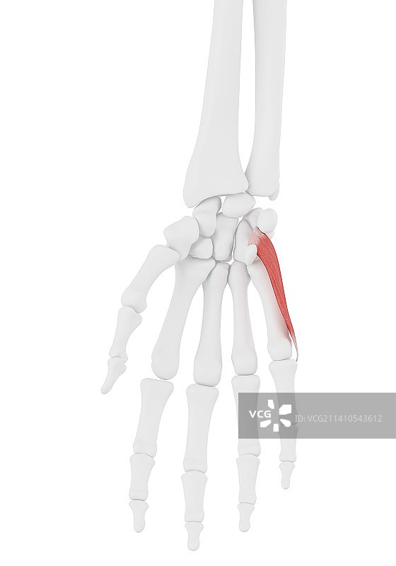小指对掌肌插图图片素材