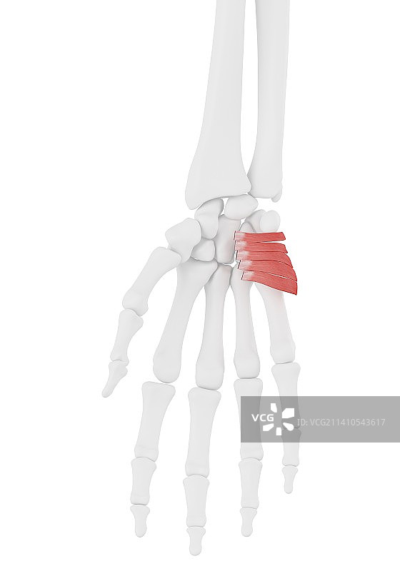掌短肌图示图片素材