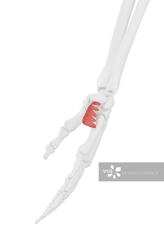 掌短肌图示图片素材