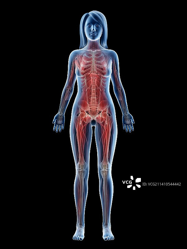 女性肌肉组织，插图，仅做科普示意图片素材