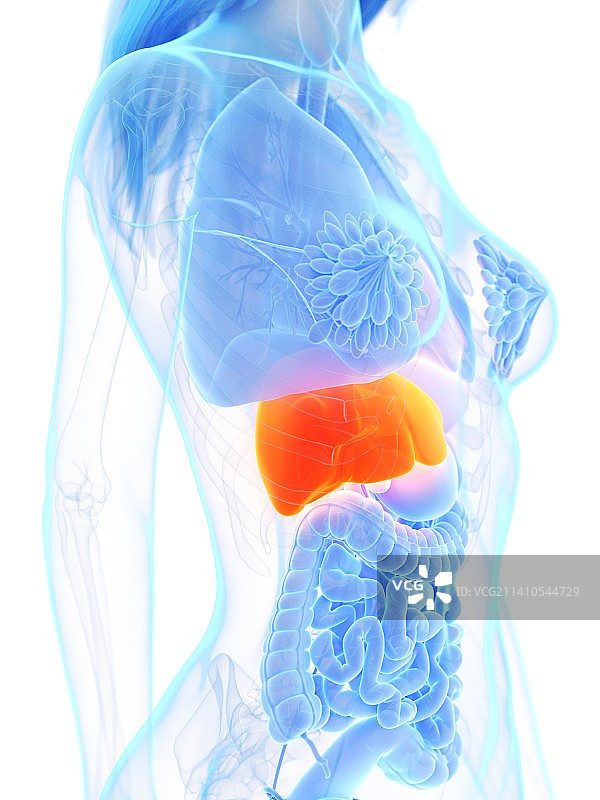 肝、插图图片素材