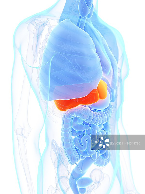 肝、插图图片素材