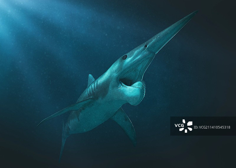 旋齿鲨史前鱼类插图图片素材