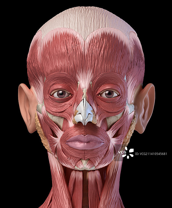 人头解剖结构图图片素材