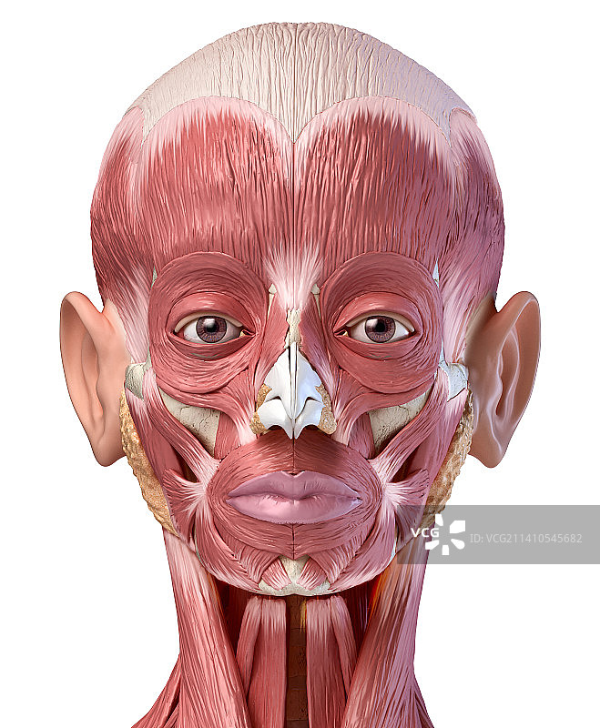 人头解剖结构图图片素材