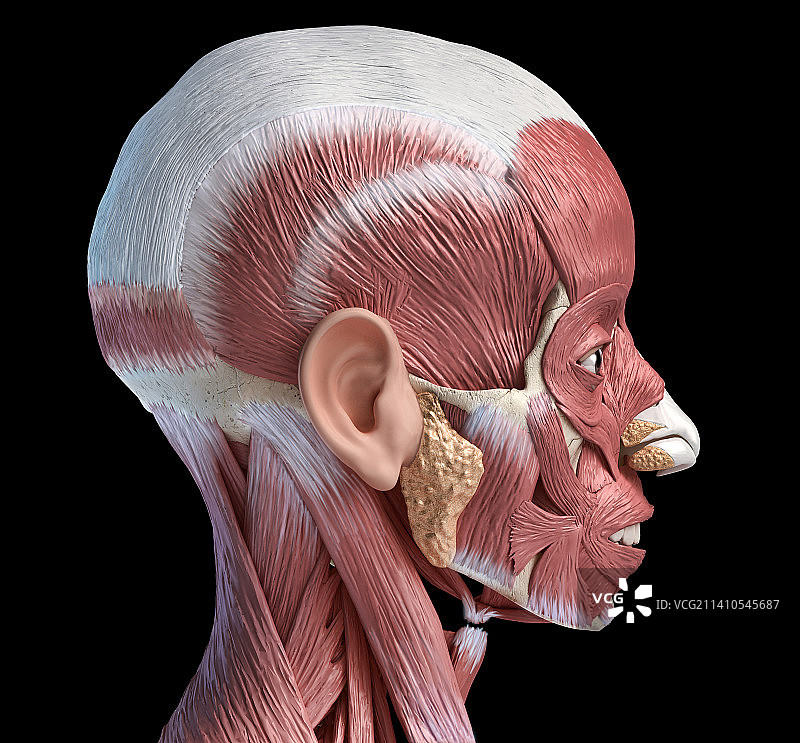人头解剖结构图图片素材