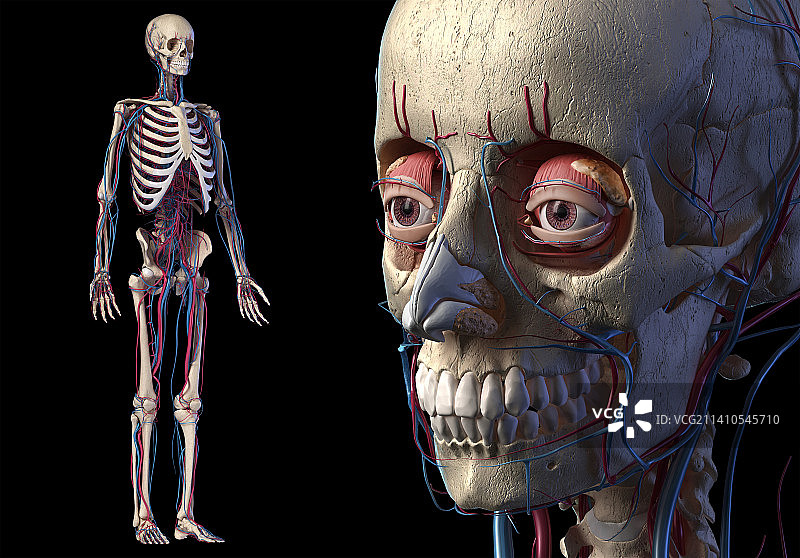 人体骨骼与血管解剖结构插图图片素材