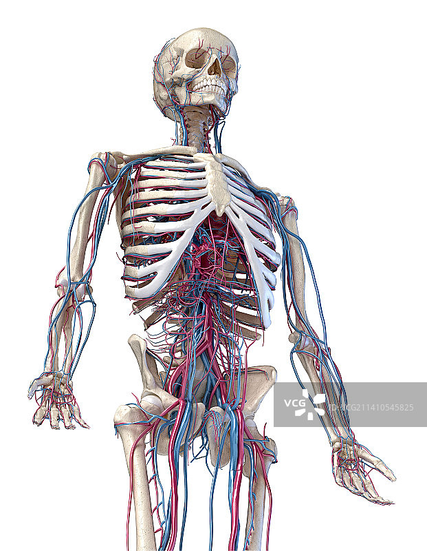 人体骨骼和血管系统，图示图片素材
