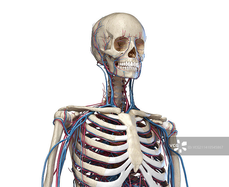 躯干的骨骼和血管插图图片素材