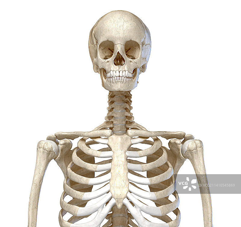 躯干骨骼图图片素材