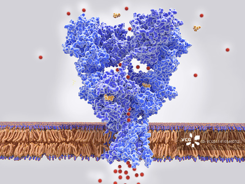 由谷氨酸激活的AMPA谷氨酸受体图片素材