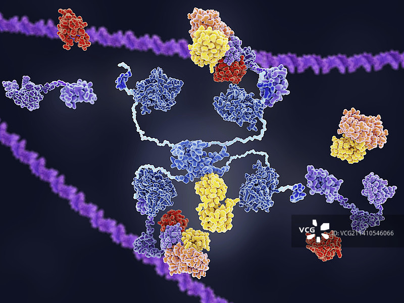 MDM2与肿瘤抑制因子p53图片素材