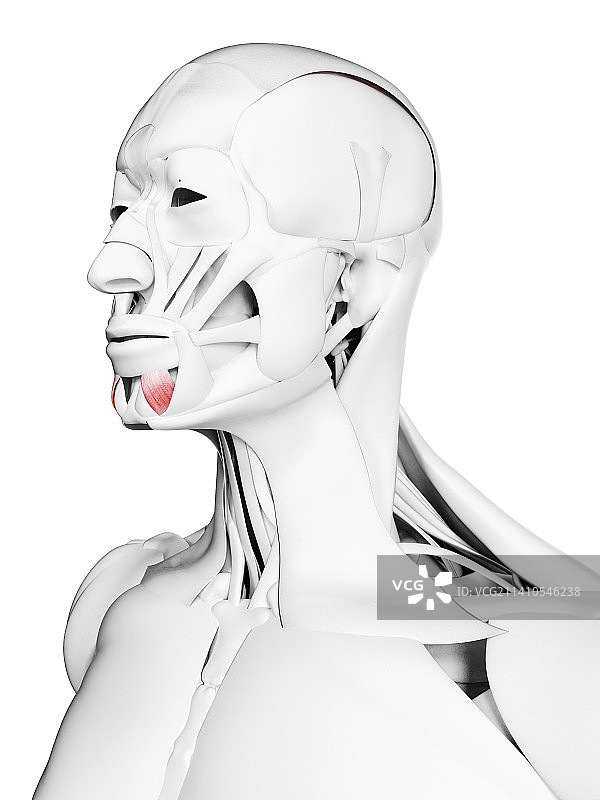 下唇降肌插图图片素材