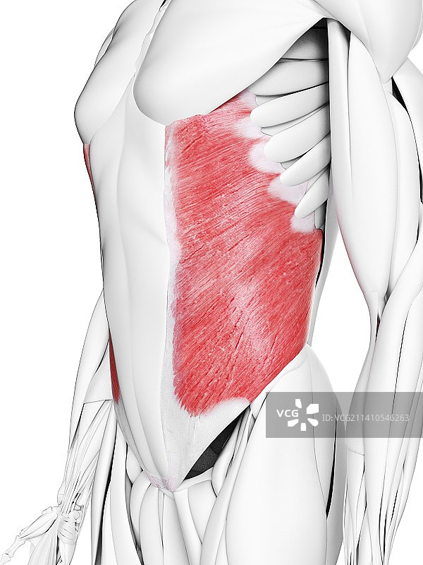 腹外斜肌图示图片素材