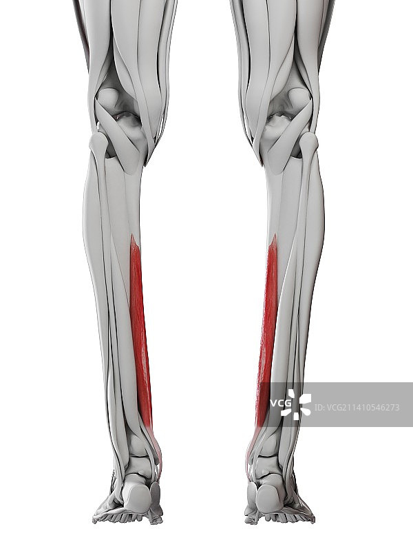 趾长屈肌，图示图片素材