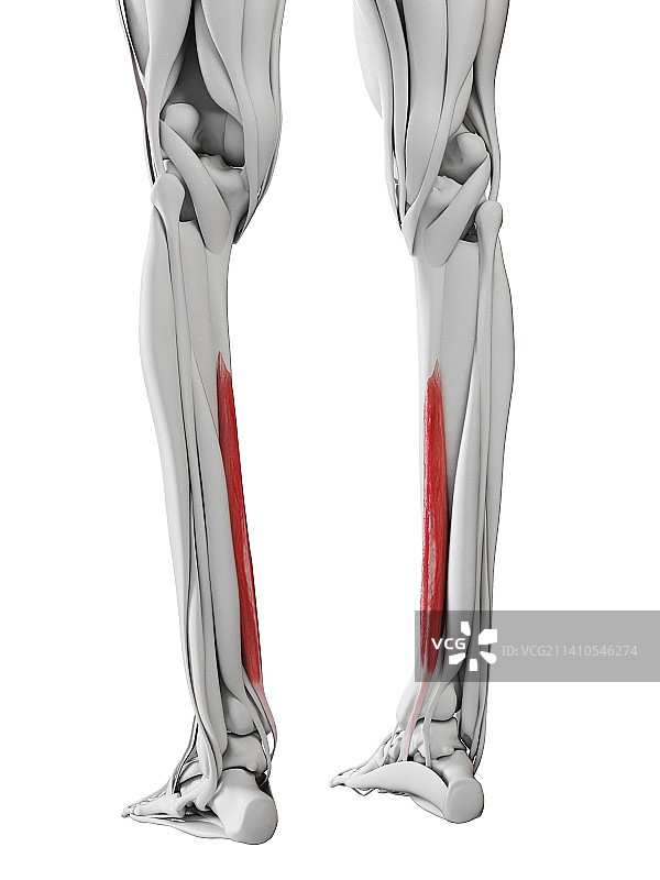 趾长屈肌，图示图片素材
