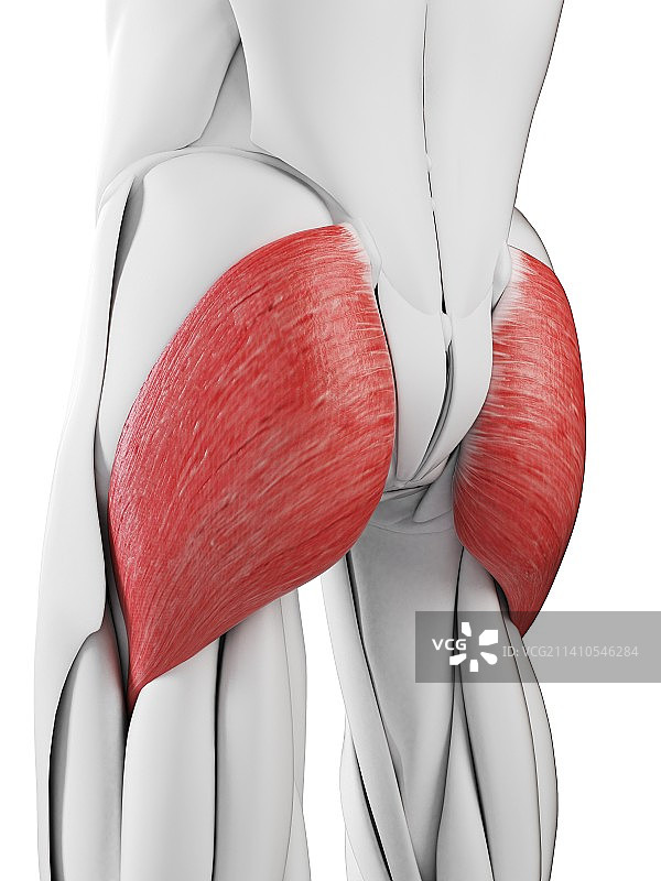 臀大肌肌肉解剖结构插图图片素材