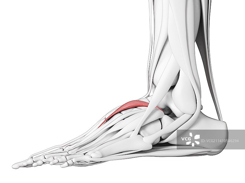 拇短屈肌图示图片素材