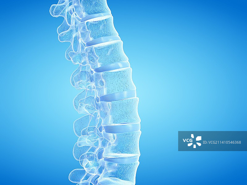 人体脊柱，插图图片素材
