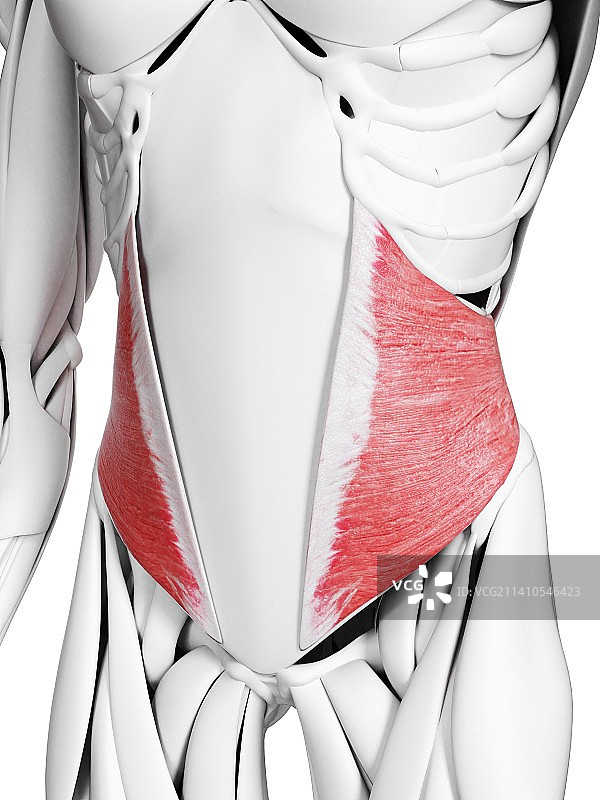 腹内斜肌插图图片素材