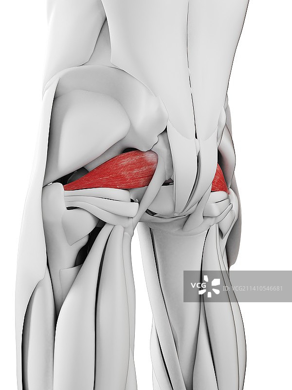 梨状肌插图图片素材