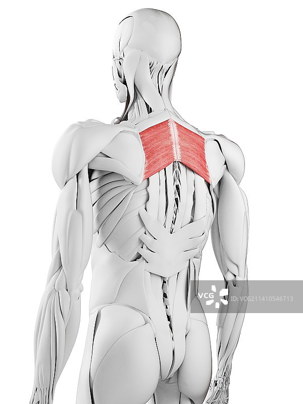 大菱形肌插图图片素材