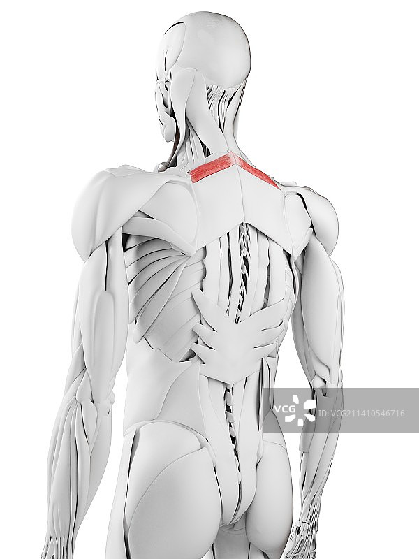 小菱形肌插画图片素材