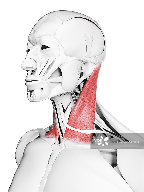 胸锁乳突肌插图图片素材