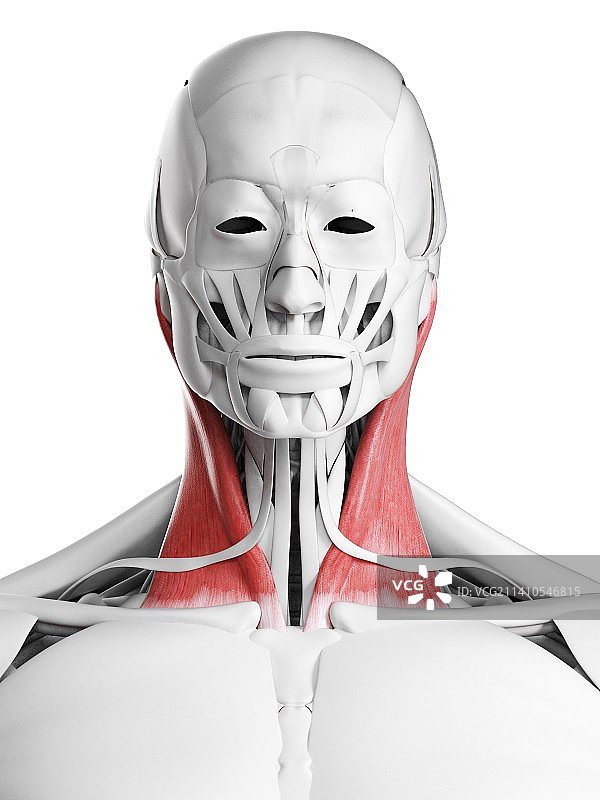 胸锁乳突肌插图图片素材