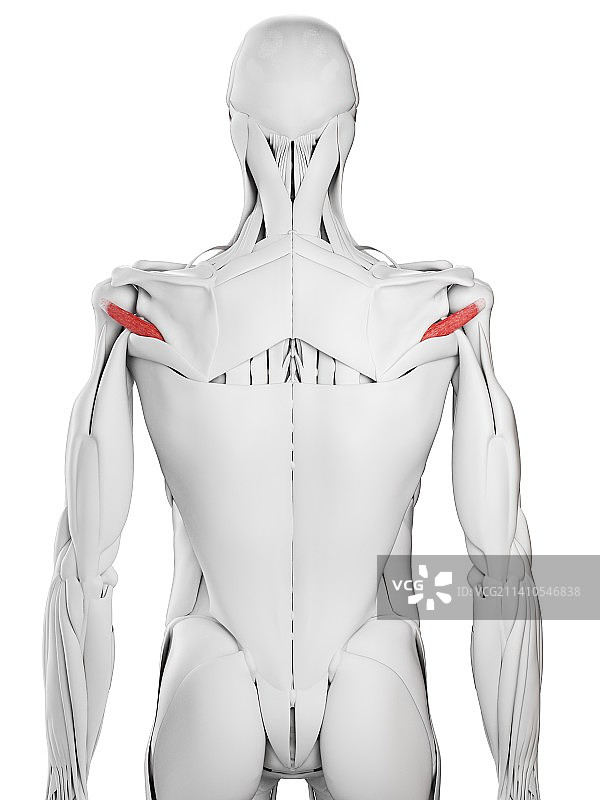 小圆肌图示图片素材