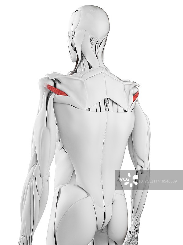 小圆肌图示图片素材