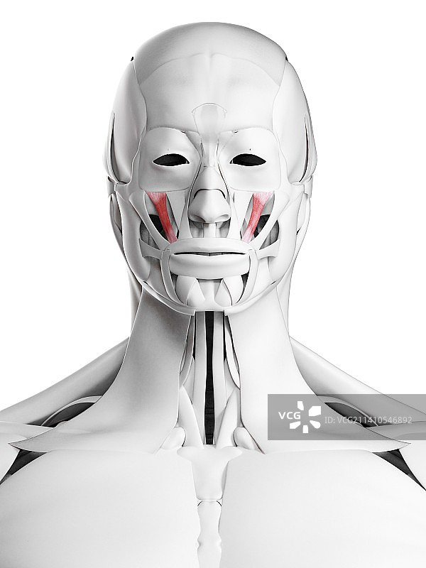 颧小肌图示图片素材