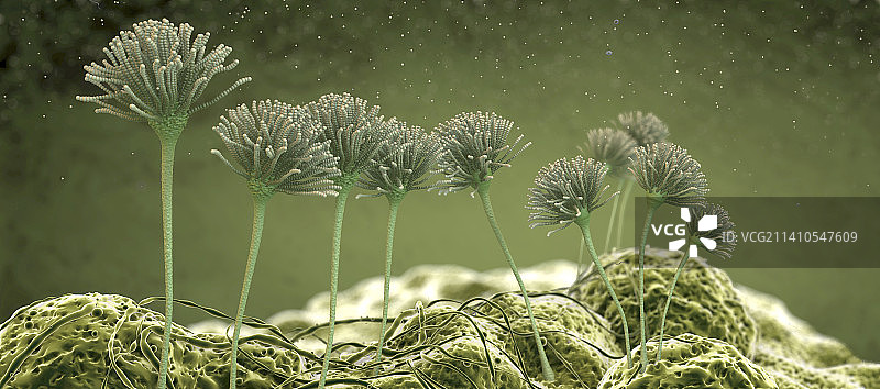 真菌子实体插图图片素材