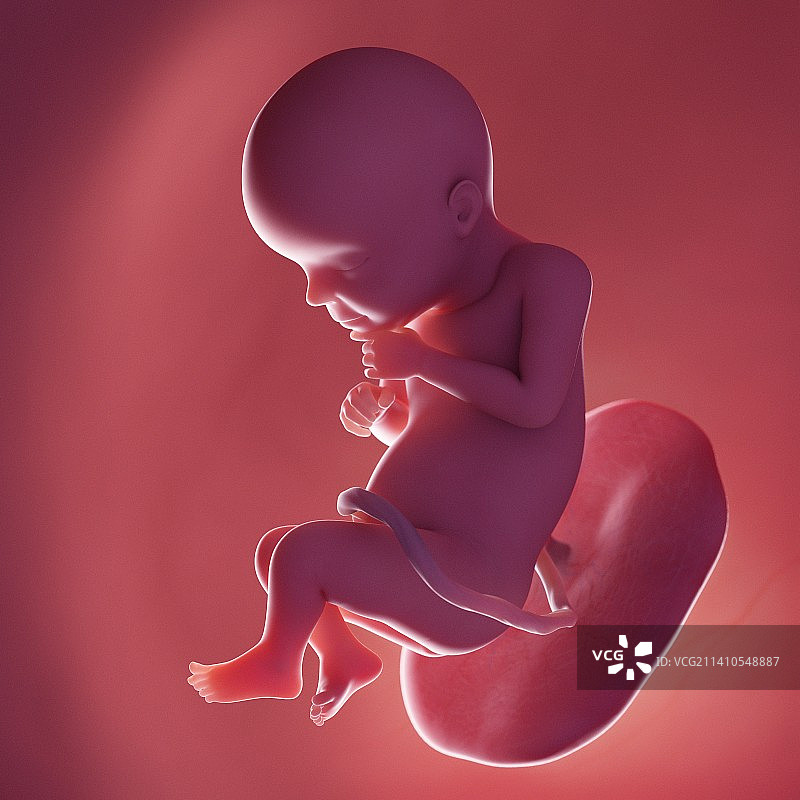 28周胎儿插画图片素材