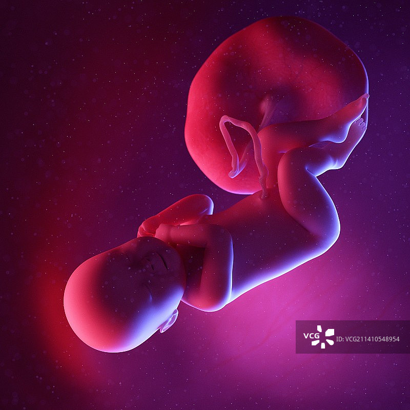 40周胎儿图图片素材