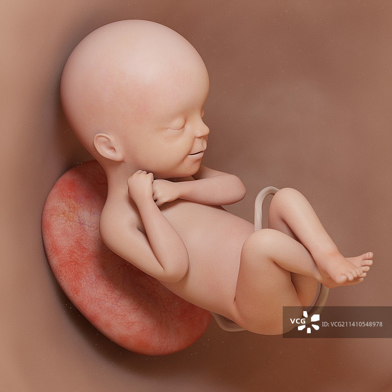 24周胎儿插画图片素材