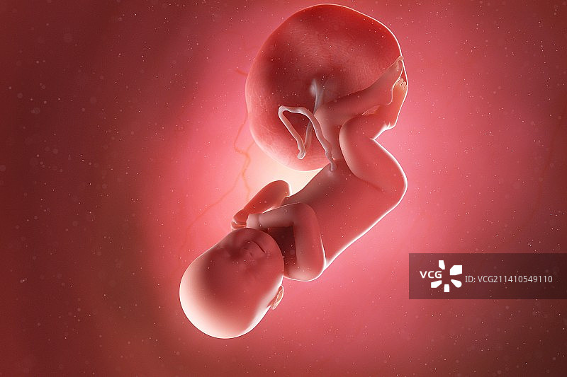 40周胎儿图图片素材