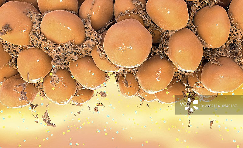 白色脂肪细胞插图图片素材