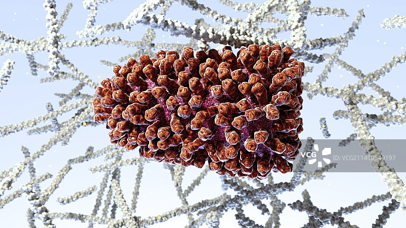 狂犬病病毒插图图片素材