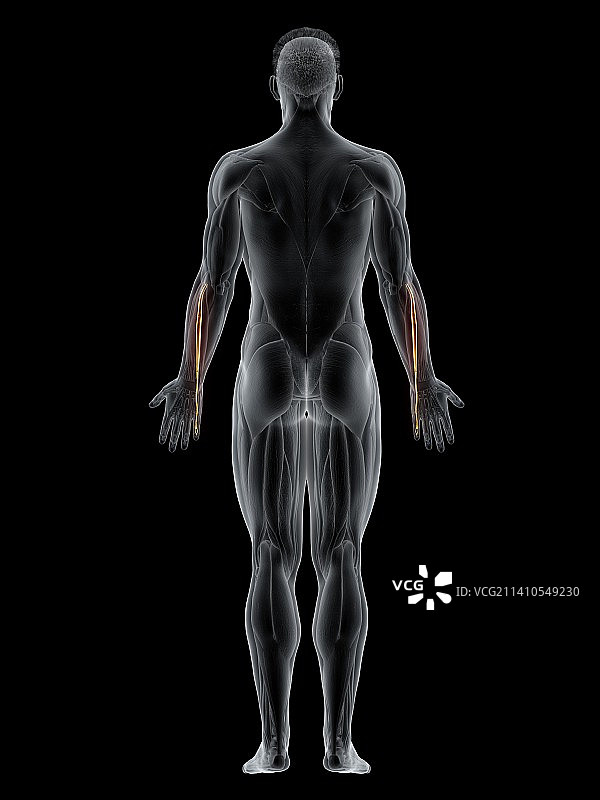 小指伸肌图示图片素材