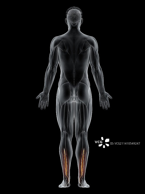 趾长屈肌肌肉插图图片素材