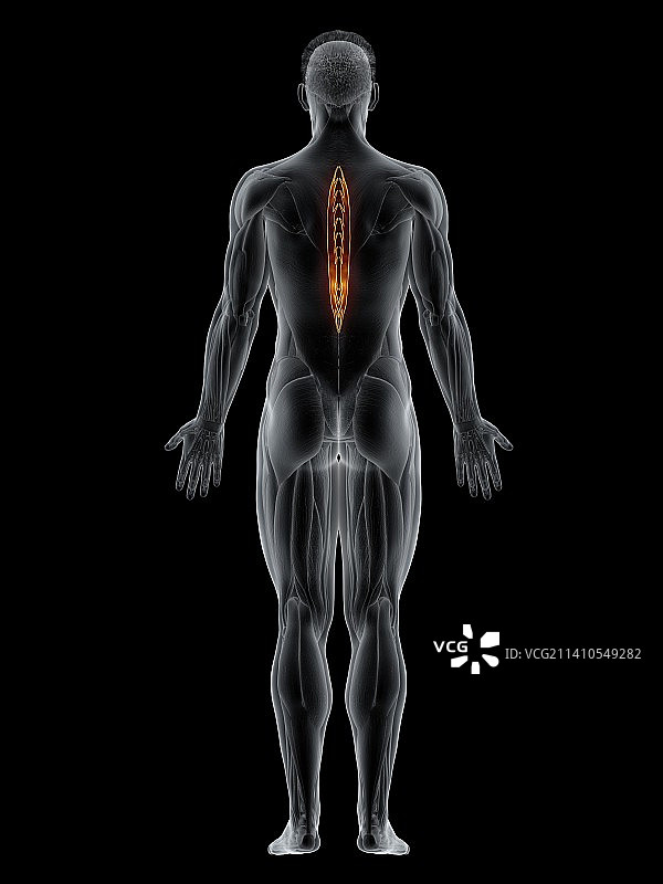 胸棘肌图解图片素材
