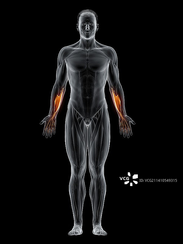 指浅屈肌图示图片素材