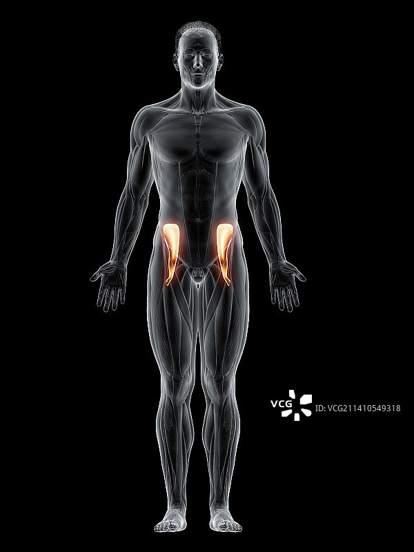 髂腰肌插图图片素材