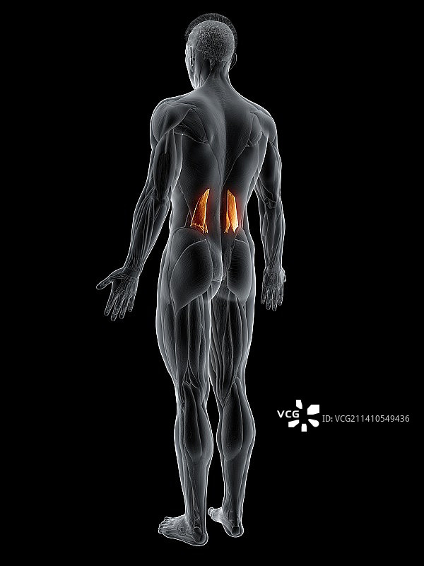 腰方肌插图图片素材