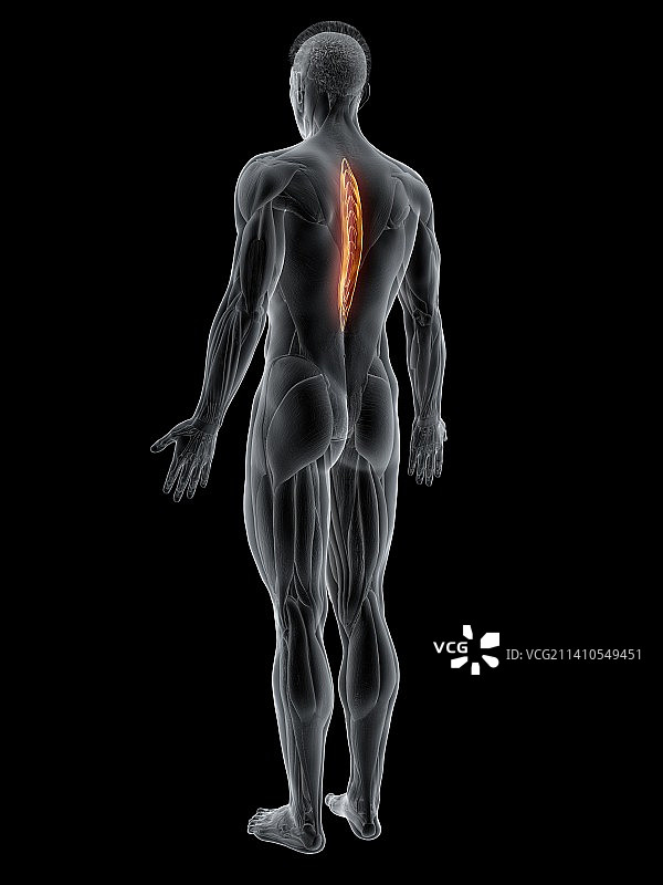 胸棘肌图解图片素材